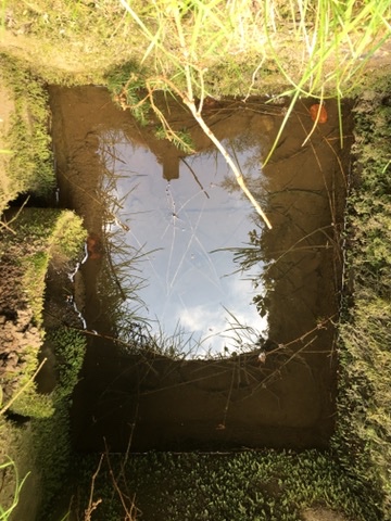 Water, Cells and Life